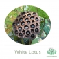 Mobile Preview: Weißer Lotus - 10 Samen